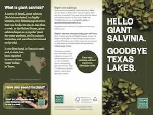 Learn about how to stop Giant Salvinia in Texas lakes